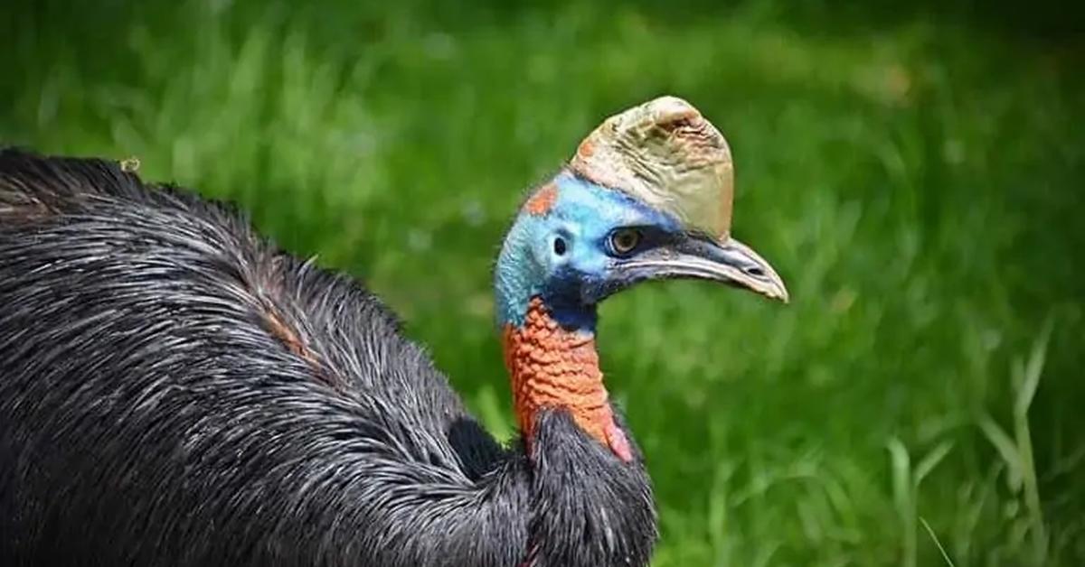 Close-up view of the Cassowary, known as Kasuari in Indonesian.