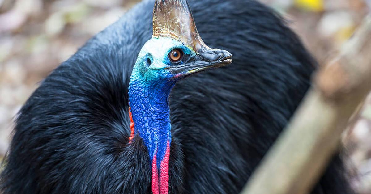 Portrait of a Cassowary, a creature known scientifically as Casuarius spp..