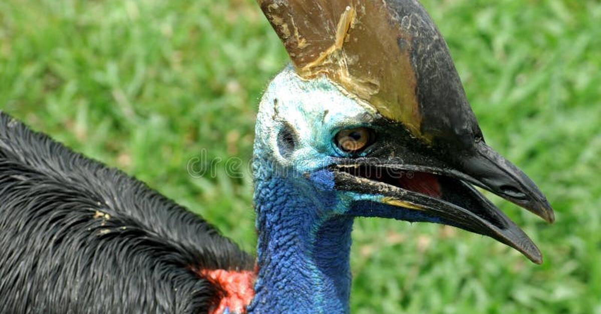 Photograph of the unique Cassowary, known scientifically as Casuarius spp..