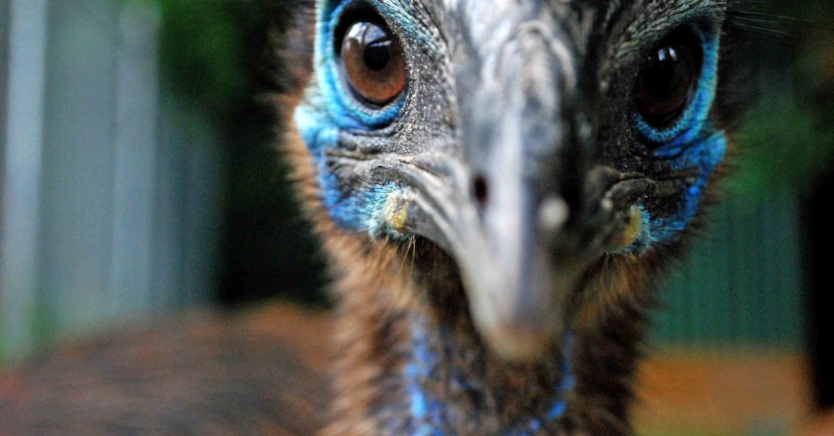 Picture of Cassowary, known in Indonesia as Kasuari.