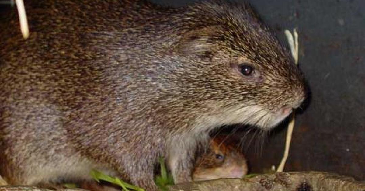 Graceful Cane Rat, a creature with the scientific name Thryonomys.