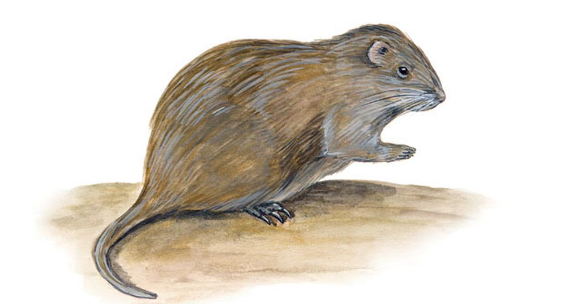 The fascinating Cane Rat, scientifically known as Thryonomys.