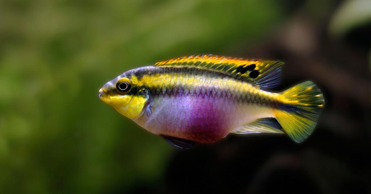 Captured elegance of the Cichlid, known in Indonesia as Cichlid.