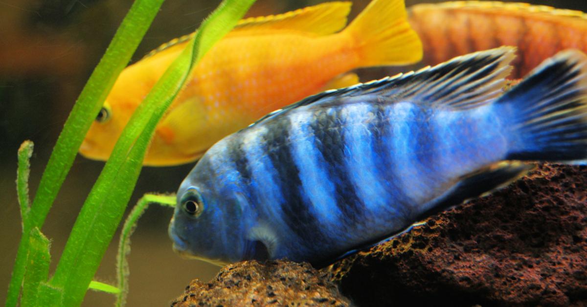 The Cichlid, a species known as Herotilapia multispinosa, in its natural splendor.