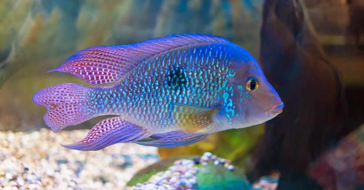 Iconic view of the Cichlid, or Herotilapia multispinosa, in its habitat.