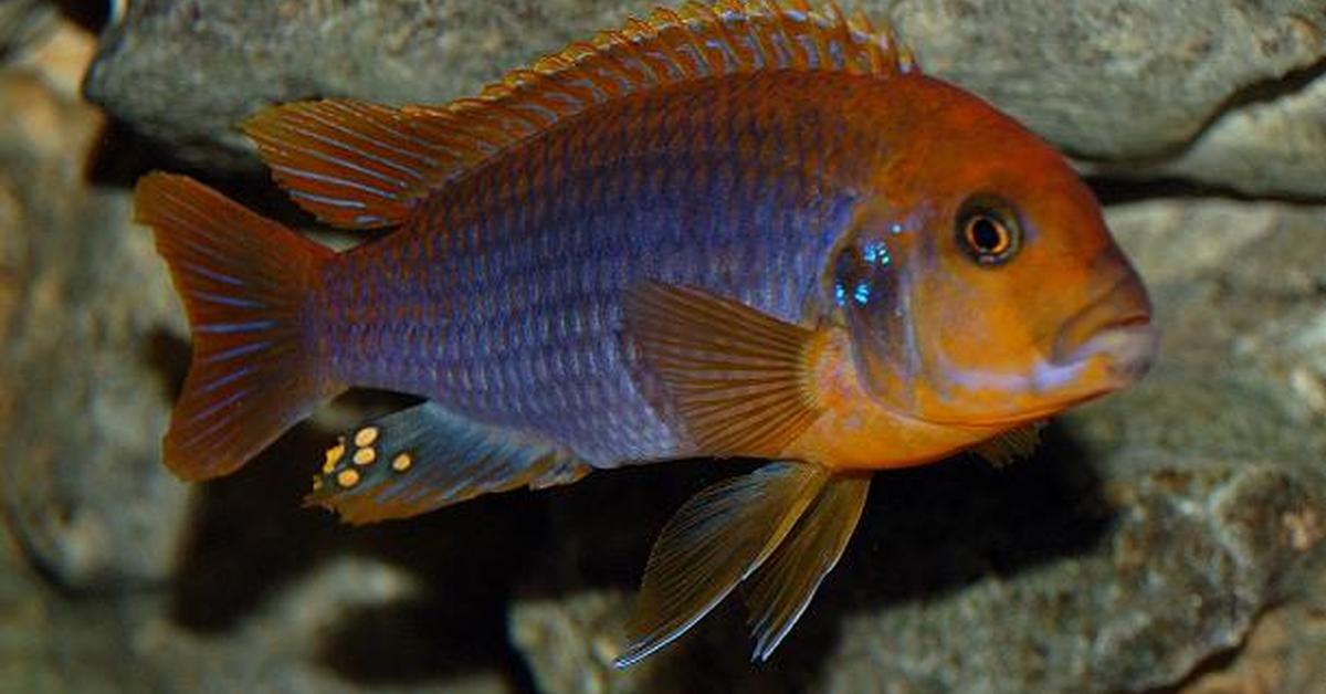 The Cichlid, an example of Herotilapia multispinosa, in its natural environment.