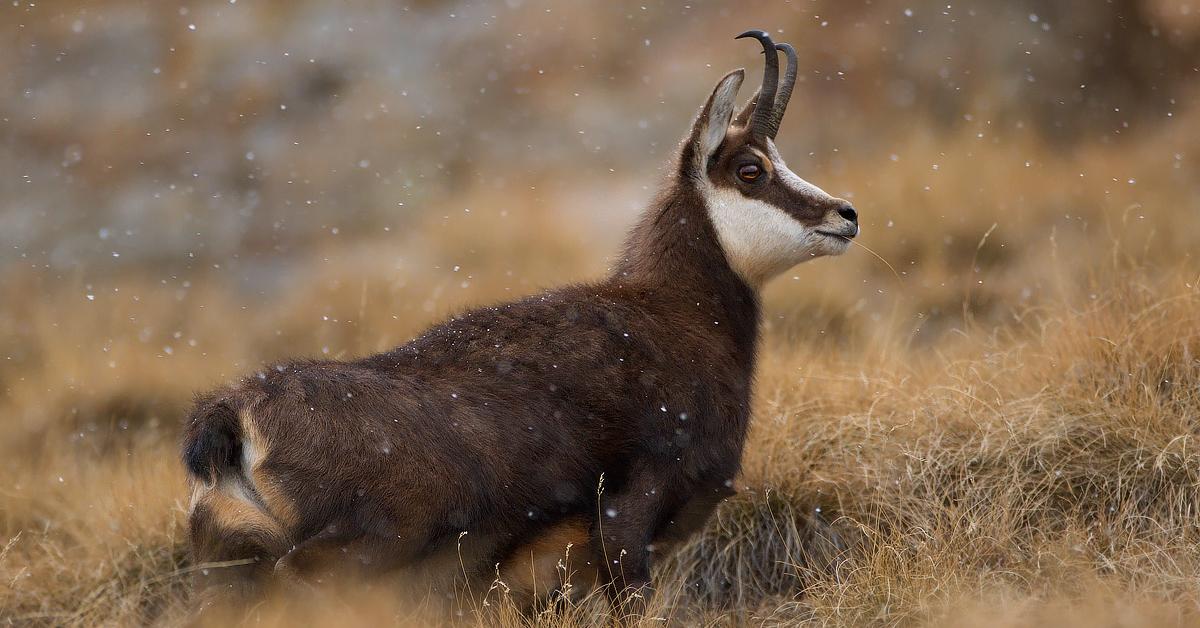 Striking appearance of the Chamois, known in scientific circles as Rupicapra rupicapra.