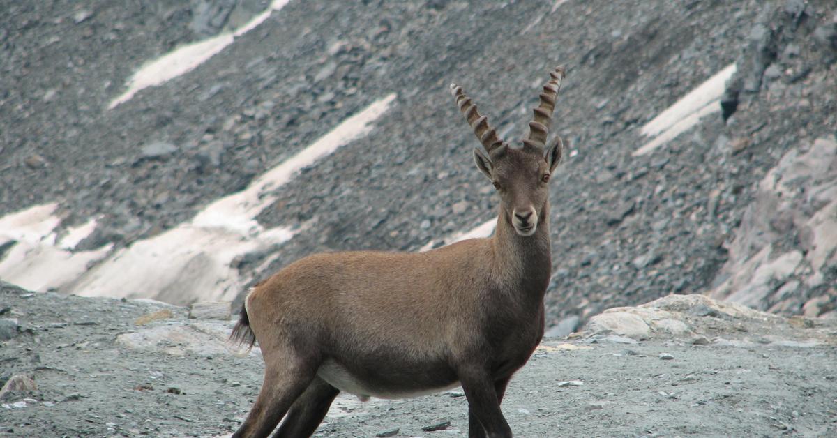 The alluring Chamois, commonly referred to as Chamois in Bahasa Indonesia.