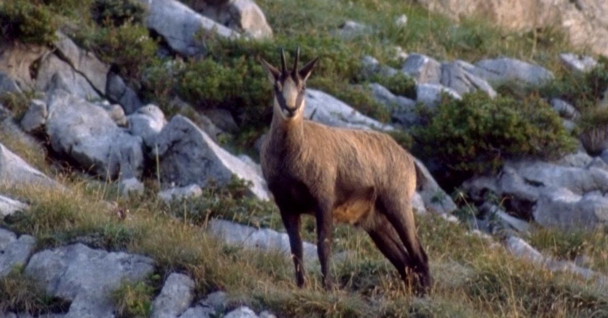 Graceful Chamois, a creature with the scientific name Rupicapra rupicapra.