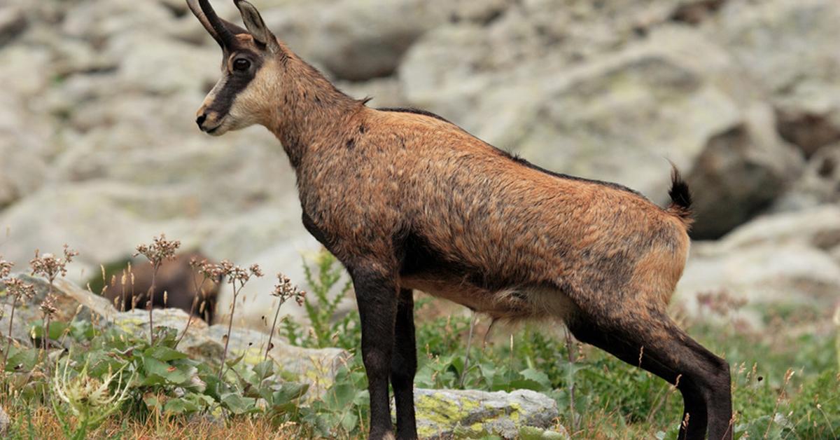 Glimpse of the Chamois, known in the scientific community as Rupicapra rupicapra.