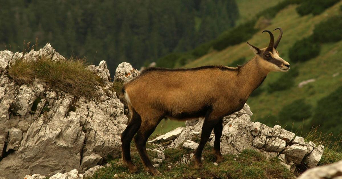 Natural elegance of the Chamois, scientifically termed Rupicapra rupicapra.