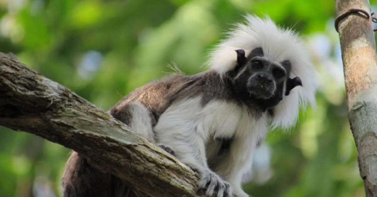 Elegant Cotton-Top Tamarin in its natural habitat, called Tamarin Berambut Kapas in Indonesia.