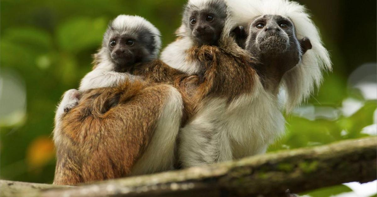 Vibrant snapshot of the Cotton-Top Tamarin, commonly referred to as Tamarin Berambut Kapas in Indonesia.