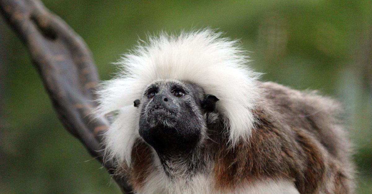 Iconic view of the Cotton-Top Tamarin, or Saguinus Oedipus, in its habitat.