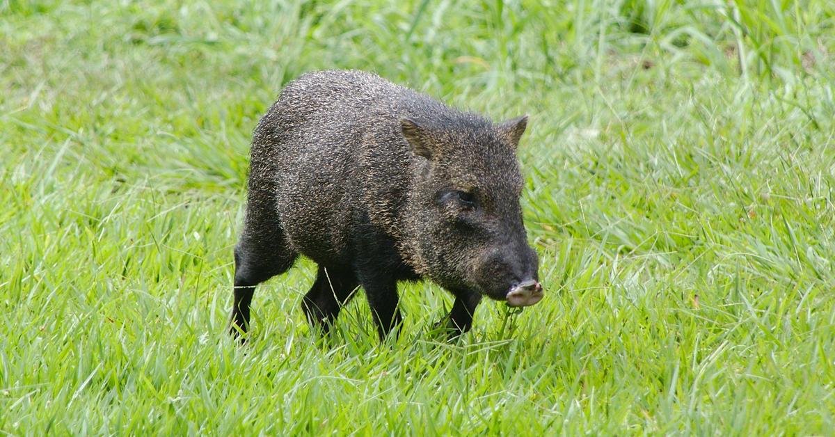 The Collared Peccary, a beautiful species also known as Babi Rusa Berkerah in Bahasa Indonesia.