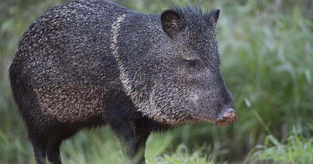 A beautiful representation of the Collared Peccary, scientifically Pecari tajacu.