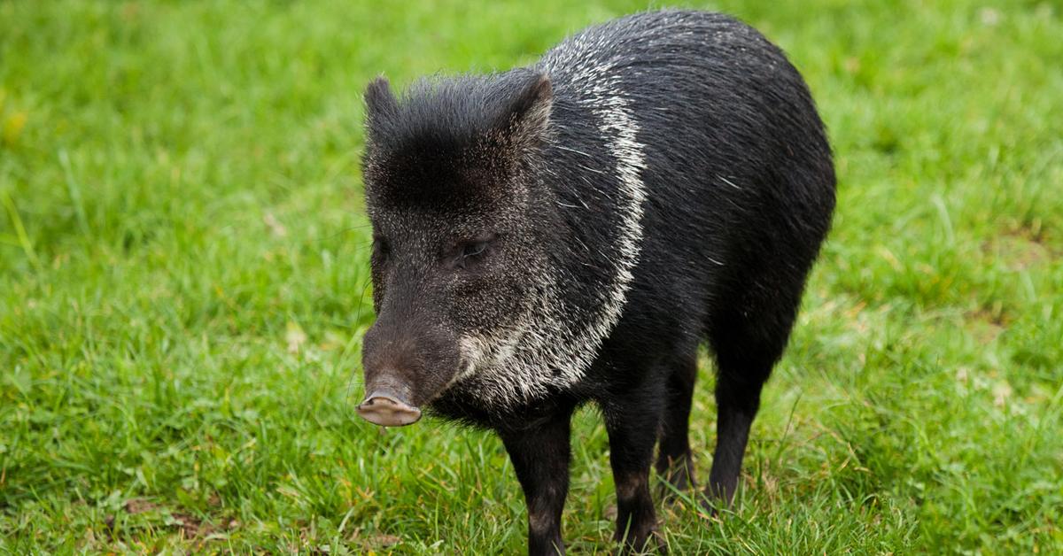 Stunning depiction of Collared Peccary, also referred to as Pecari tajacu.