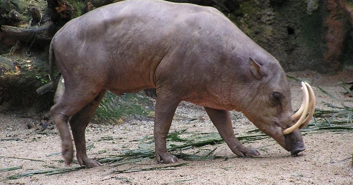 Graceful Collared Peccary, a creature with the scientific name Pecari tajacu.