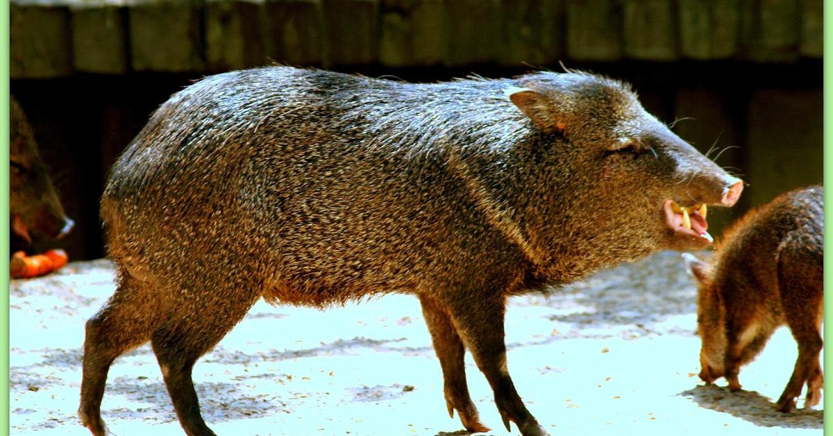 Visual of Collared Peccary, or Babi Rusa Berkerah in Indonesian, showcasing its beauty.