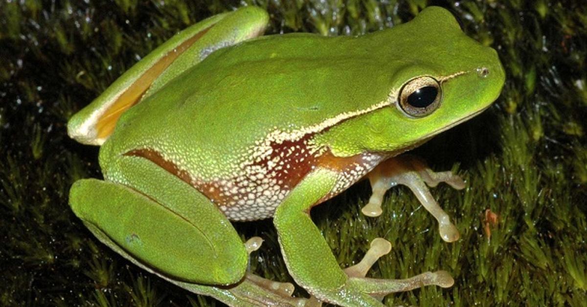 Captivating presence of the Common Frog, a species called Rana temporaria.