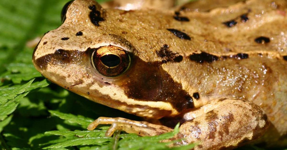 Portrait of a Common Frog, a creature known scientifically as Rana temporaria.