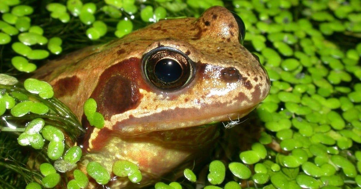 Photographic depiction of the unique Common Frog, locally called Katak Biasa.