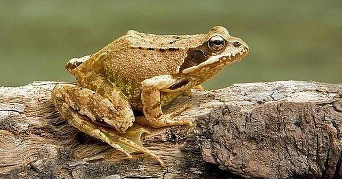 Glimpse of the Common Frog, known in the scientific community as Rana temporaria.