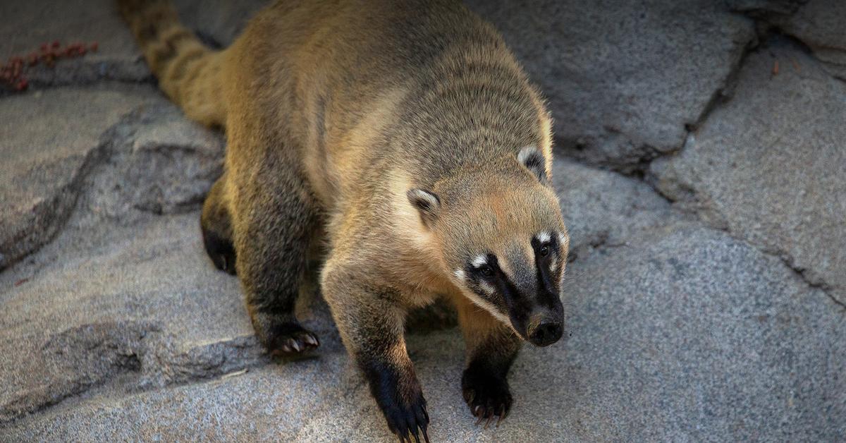 Glimpse of the Coati, known in the scientific community as Nasua nasua.