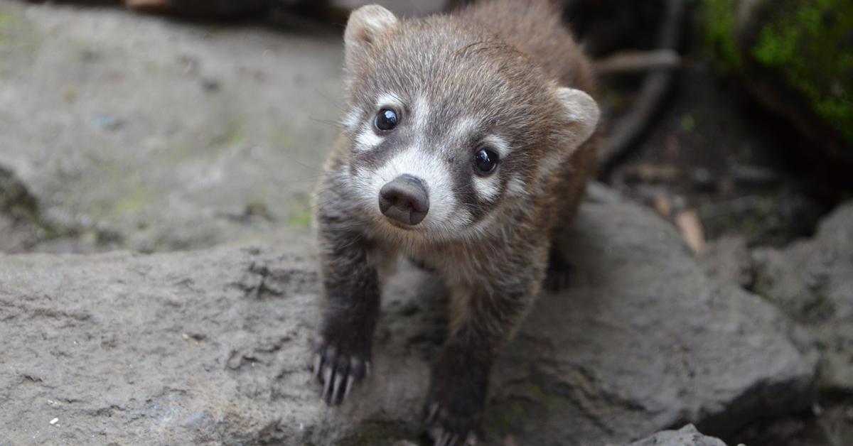 Unique portrayal of the Coati, also called Coati in Bahasa Indonesia.