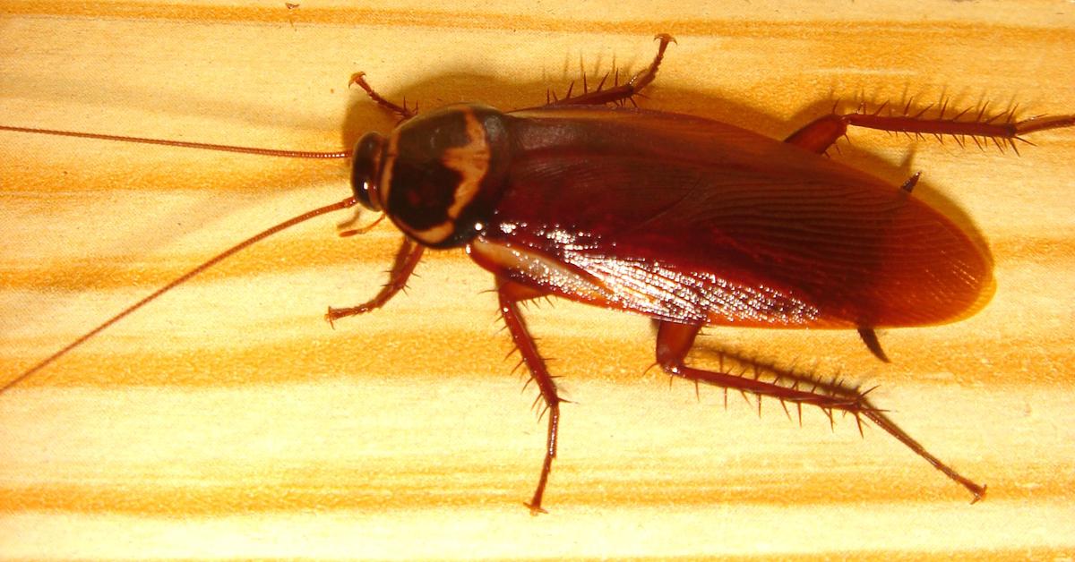 Distinctive Cockroach, in Indonesia known as Kecoak, captured in this image.