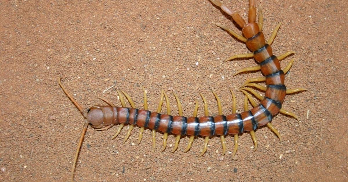 Captured elegance of the Centipede, known in Indonesia as Lipan.