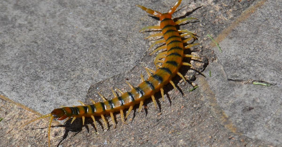Close encounter with the Centipede, scientifically called Scolopendromorpha.