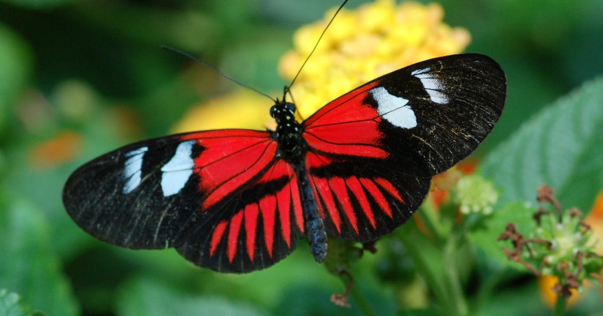 Captivating view of the Caterpillar, known in Bahasa Indonesia as Ulat.