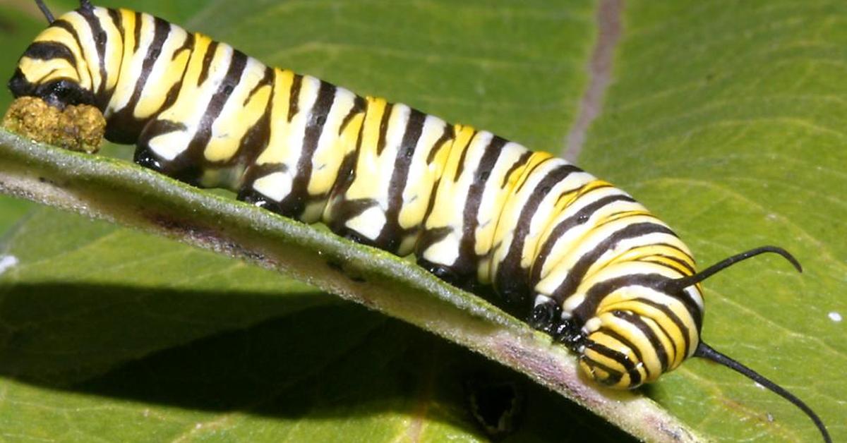 Image of the Caterpillar (Lepidoptera), popular in Indonesia as Ulat.