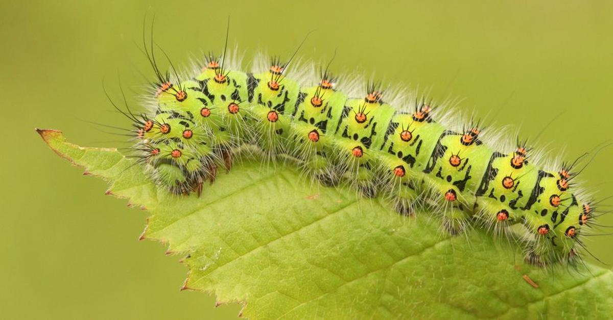 Elegant Caterpillar in its natural habitat, called Ulat in Indonesia.