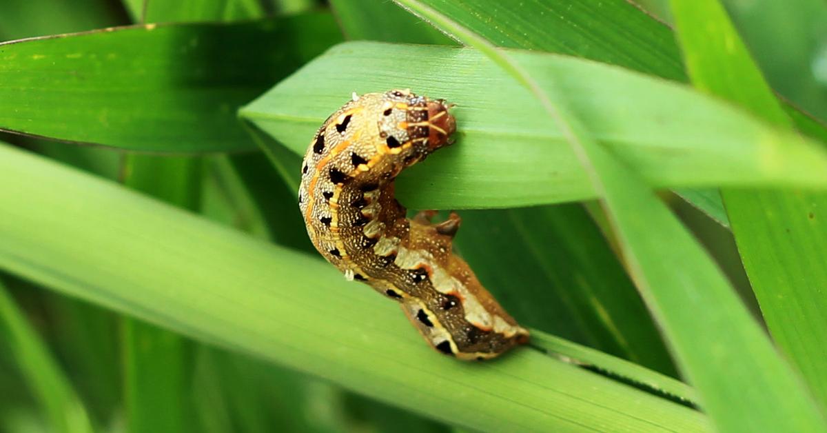 Natural elegance of the Caterpillar, scientifically termed Lepidoptera.