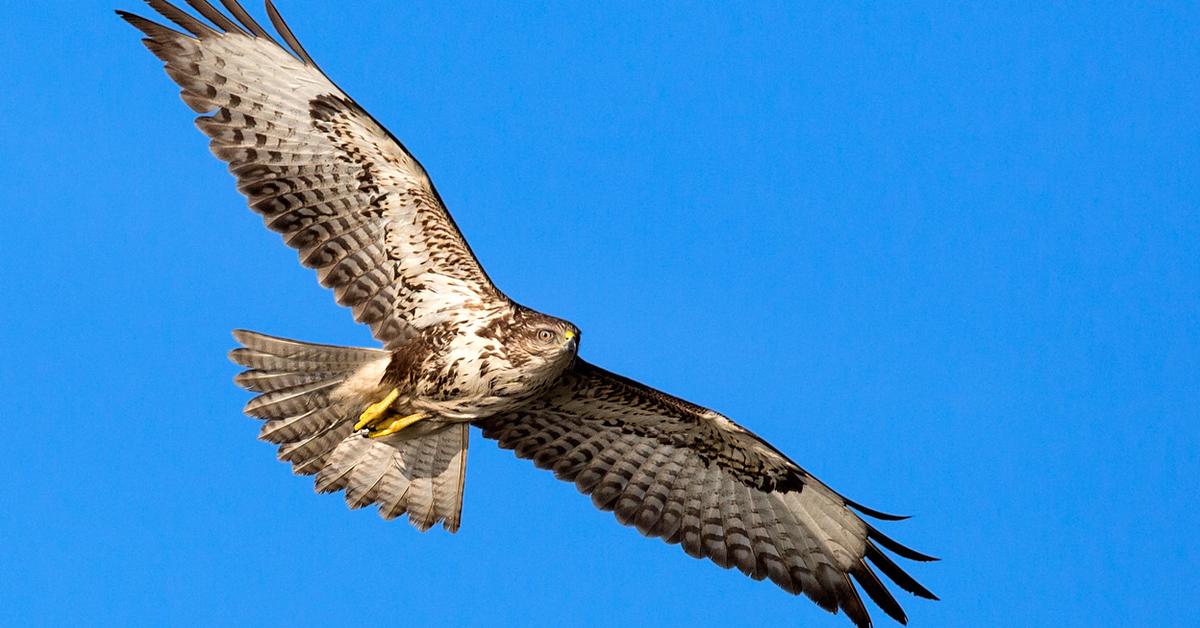 The elegant Common Buzzard (Buteo buteo), a marvel of nature.