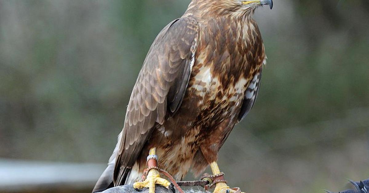 Stunning image of the Common Buzzard (Buteo buteo), a wonder in the animal kingdom.