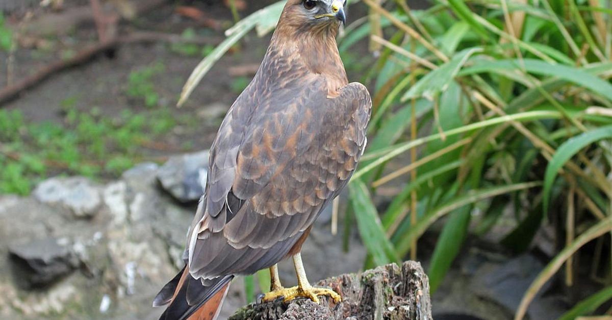 Photograph of the unique Common Buzzard, known scientifically as Buteo buteo.