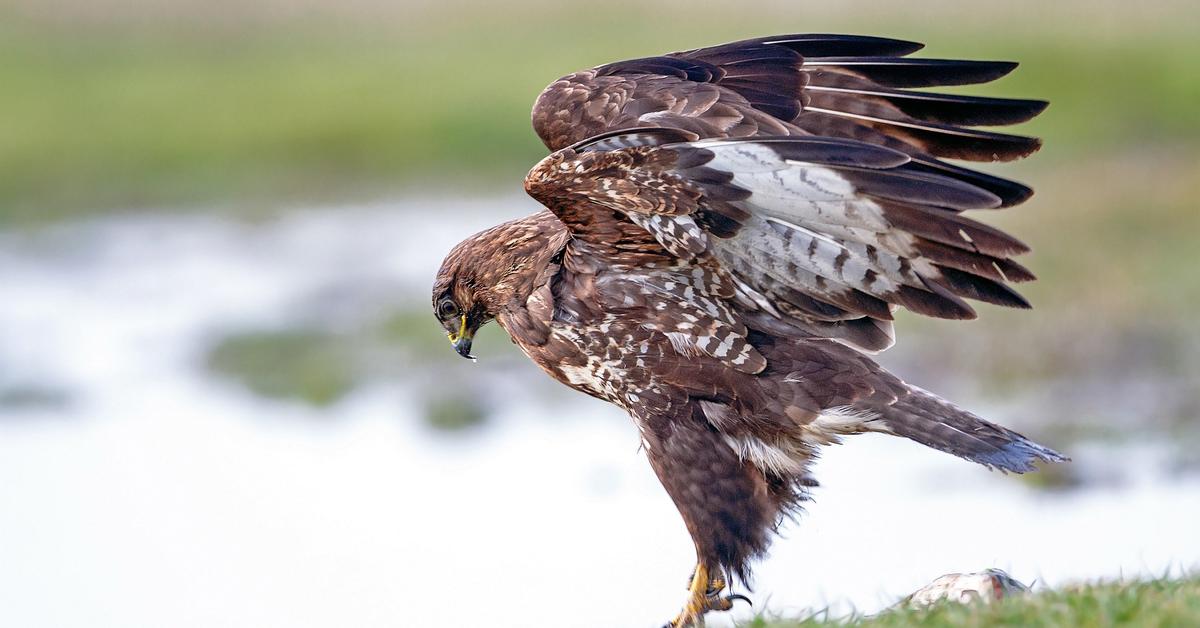 Visual representation of the Common Buzzard, recognized in Indonesia as Elang Biasa.