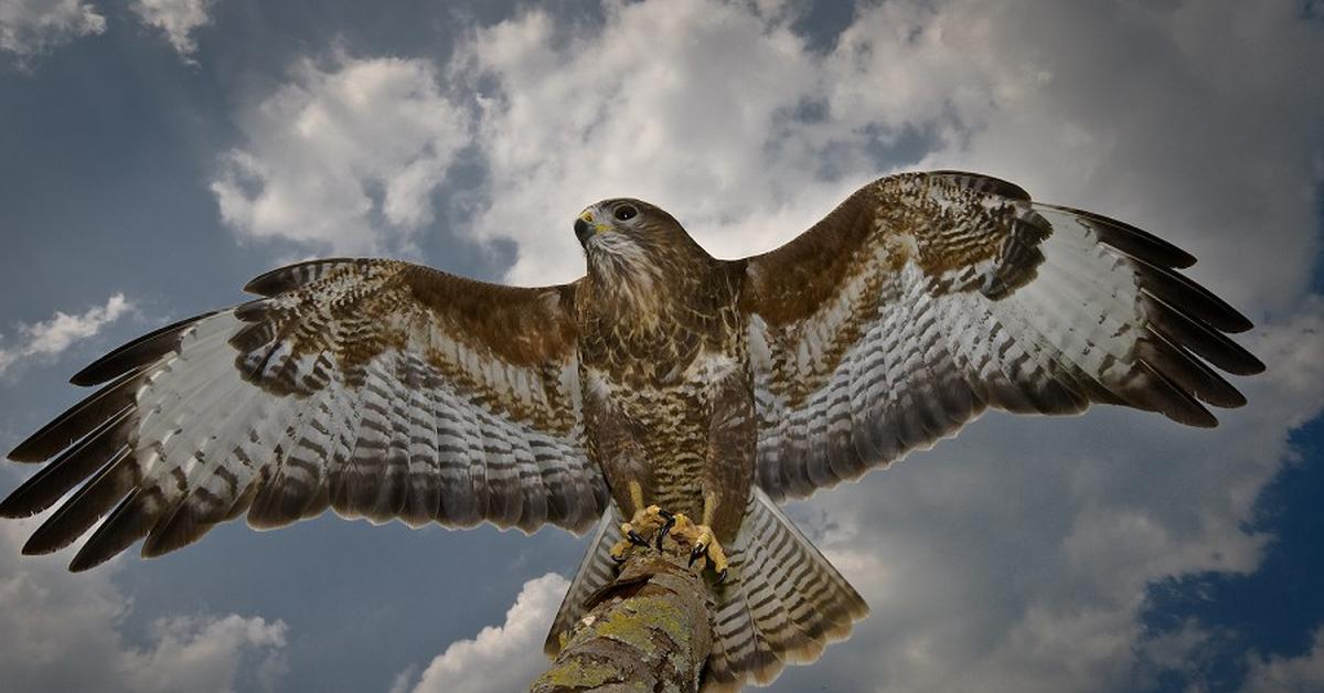 Stunning depiction of Common Buzzard, also referred to as Buteo buteo.