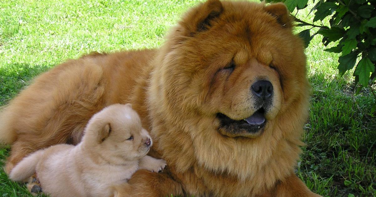 Detailed shot of the Chow Chow, or Canis lupus, in its natural setting.