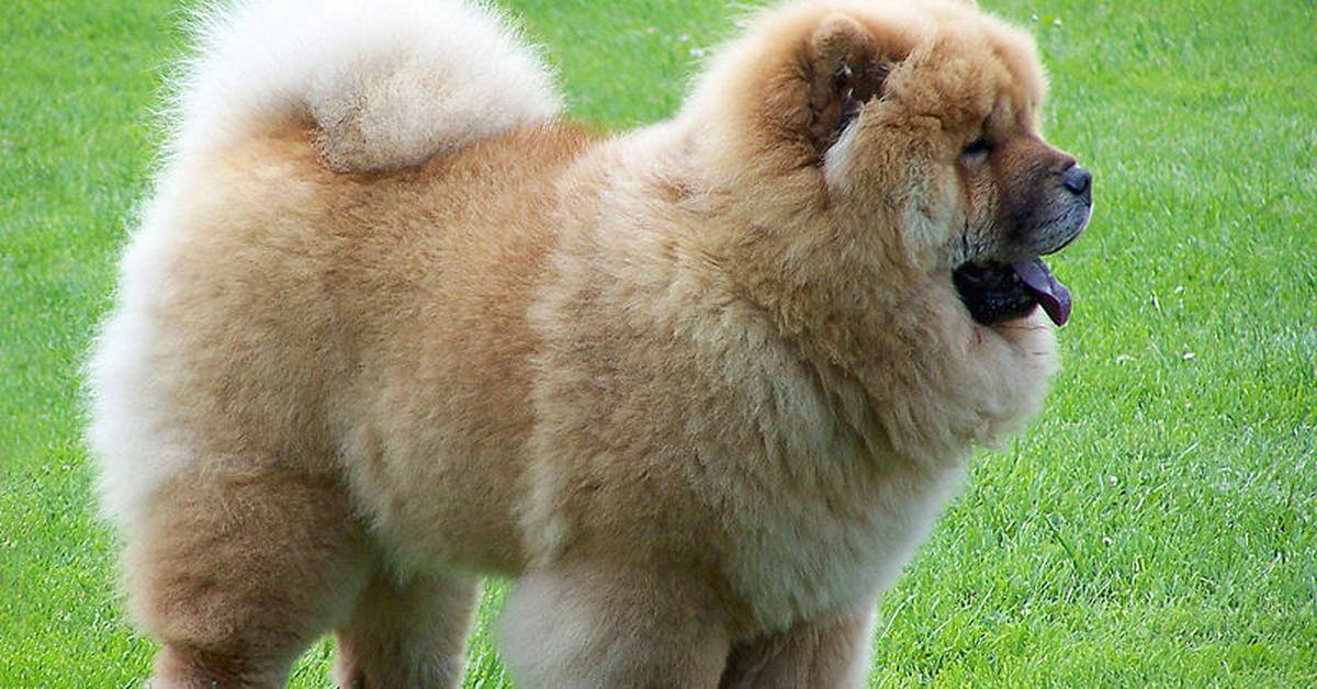 Captivating presence of the Chow Chow, a species called Canis lupus.