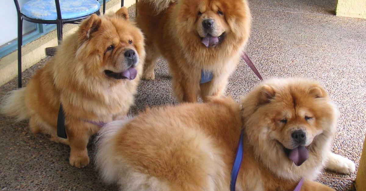 Vibrant snapshot of the Chow Chow, commonly referred to as Chow Chow in Indonesia.