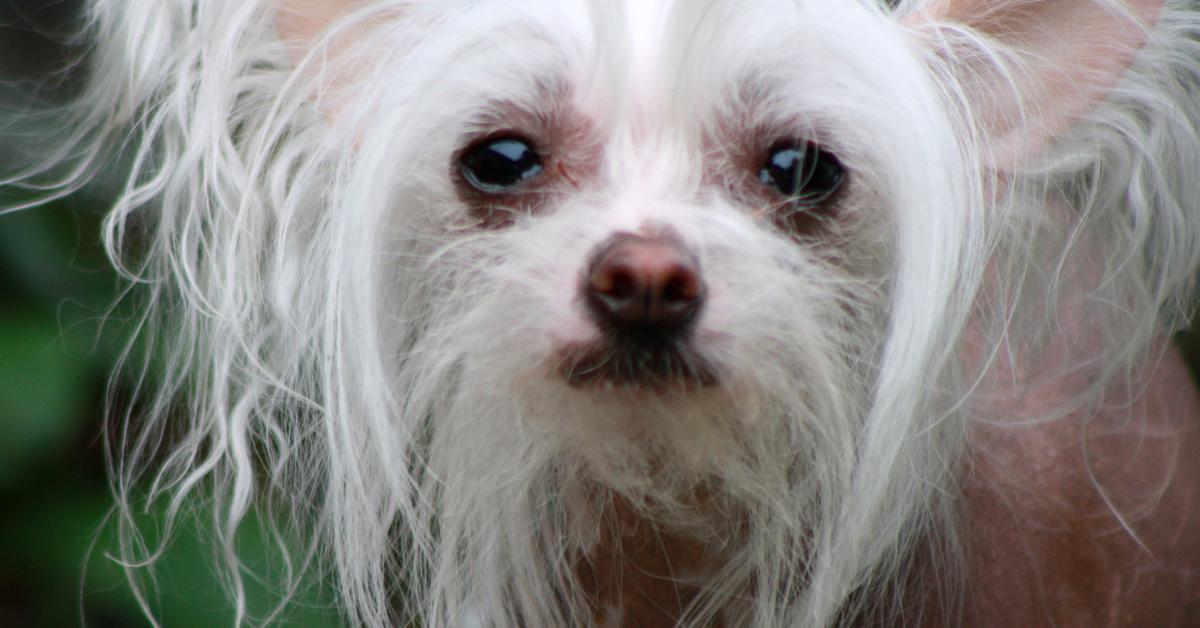 Photograph of the unique Chinese Crested Dog, known scientifically as Canis lupus.