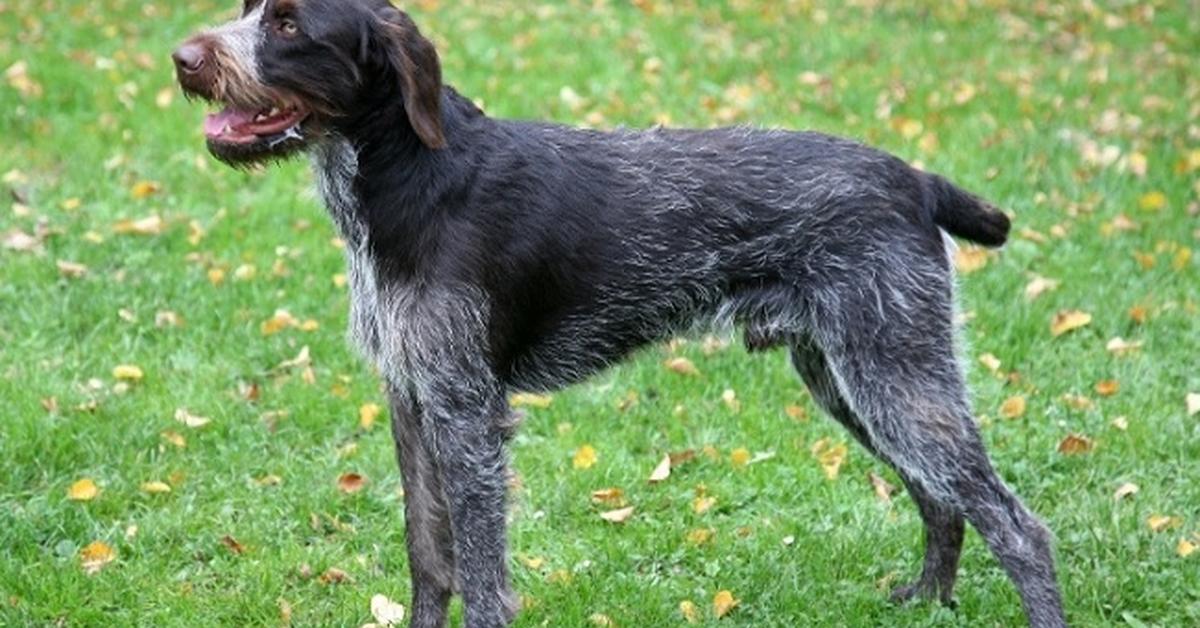 The majestic Cesky Fousek, also called Anjing Cesky Fousek in Indonesia, in its glory.