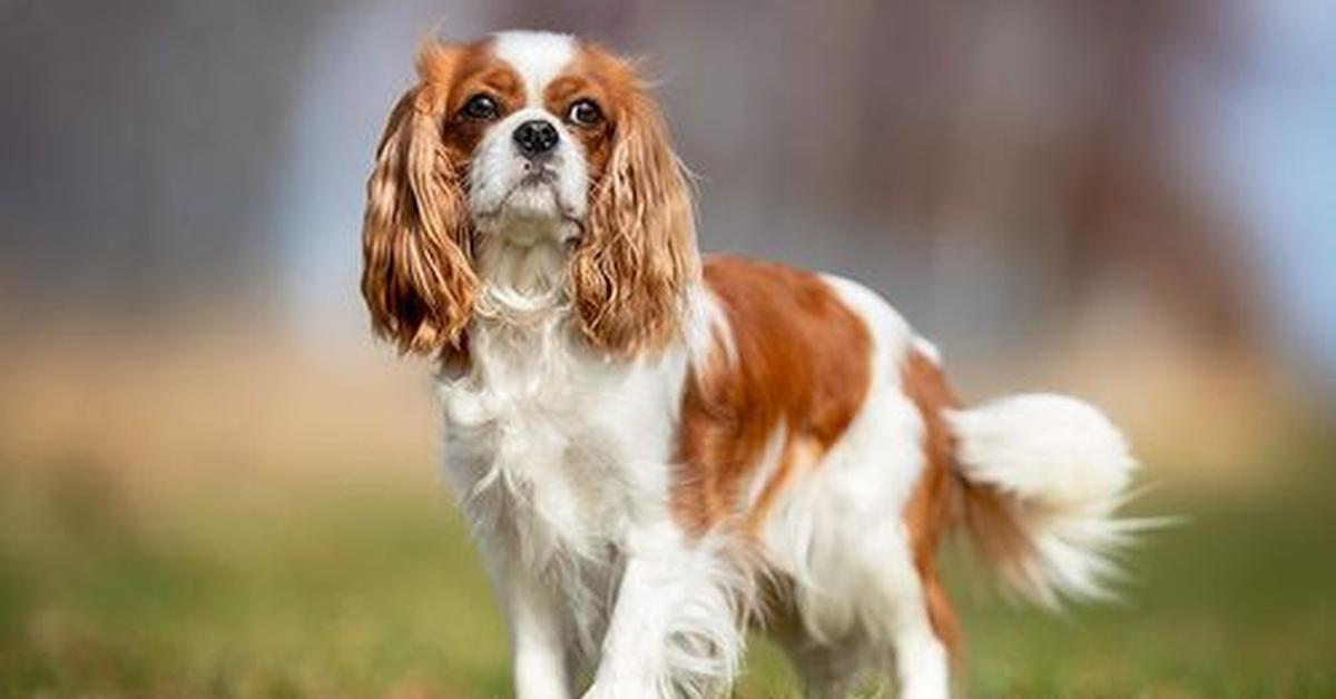 Elegant portrayal of the Cavalier King Charles Spaniel, also known as Canis Lupus.