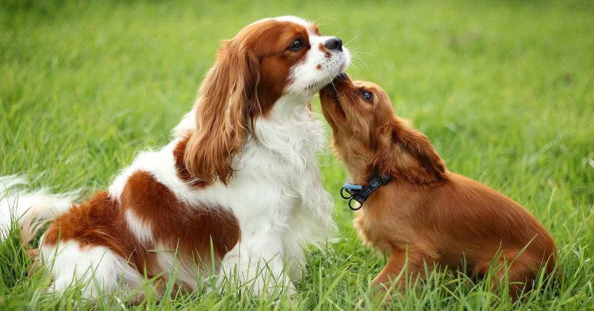 Close encounter with the Cavalier King Charles Spaniel, scientifically called Canis Lupus.