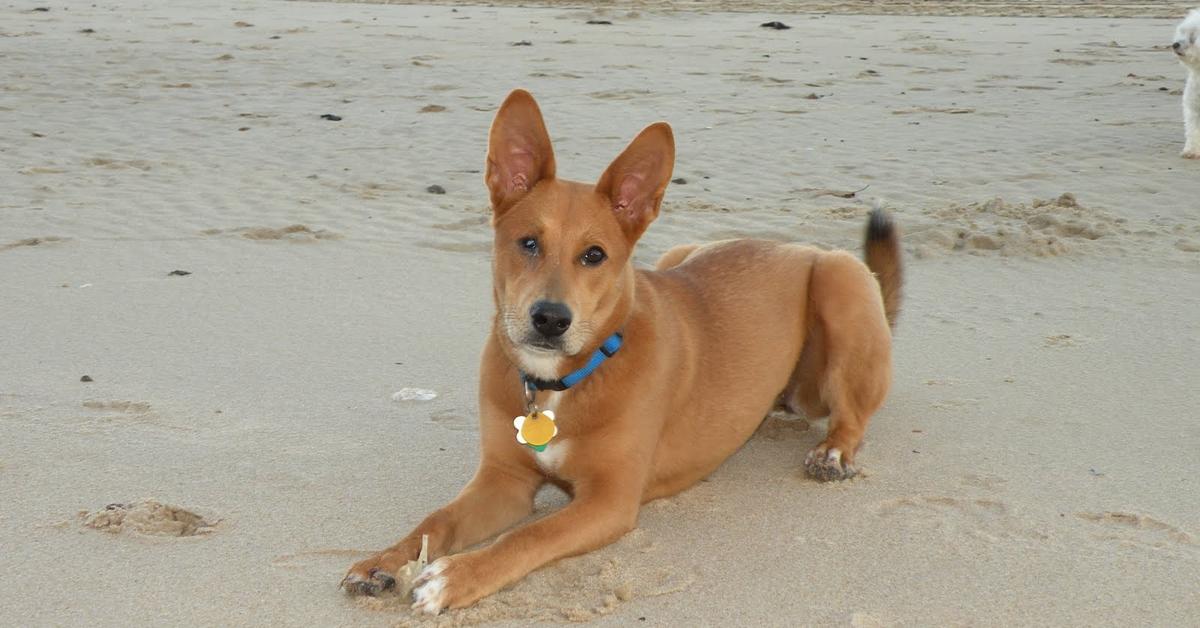 Captured beauty of the Carolina Dog, or Canis Lupus in the scientific world.