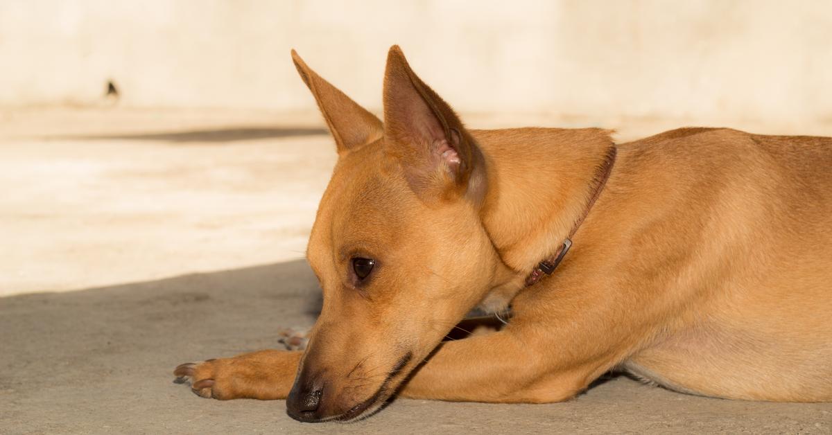 Engaging shot of the Carolina Dog, recognized in Indonesia as Anjing Carolina.